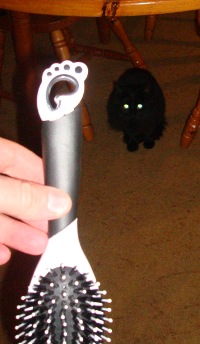 A photo of our cat with a hair brush with the Gnome Logo on it