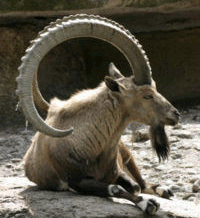 A animation of an Ibex and the Ubuntu 8.10 default wallpaper