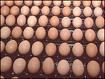 some eggs