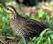 pic of a quail