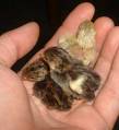 pic of tiny quail chicks