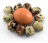 pic of a group of quail eggs