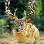 jackalope