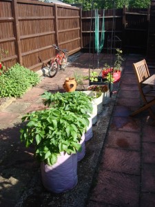 Growing Veg in garden